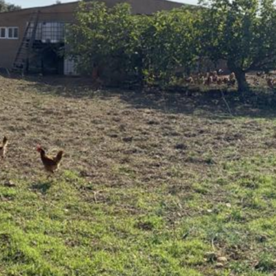Granja de gallinas camperas Cataluña | 101340 | En venta | Agricultura